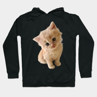 Cute kitten leaning for a kiss Hoodie